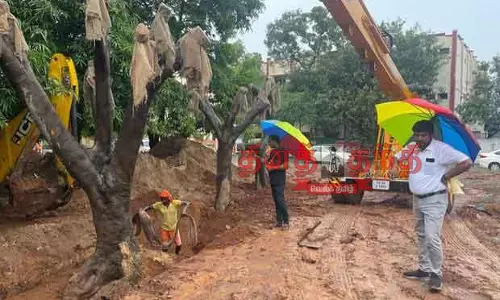 4 மரங்களை வேருடன் பிடுங்கி மறுநடவு