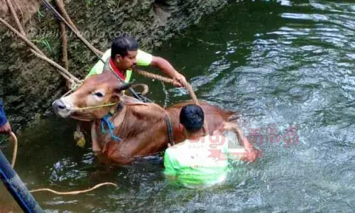 கிணற்றில் தவறி விழுந்த பசுமாடு மீட்பு