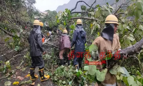 மலைப்பாதையில் மரம் விழுந்து போக்குவரத்து பாதிப்பு மலைப்பாதையில் மரம் விழுந்து போக்குவரத்து பாதிப்பு