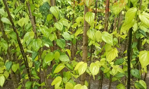 அழிவுப்பாதையில் வெற்றிலை விவசாயம் அழிவுப்பாதையில் வெற்றிலை விவசாயம்