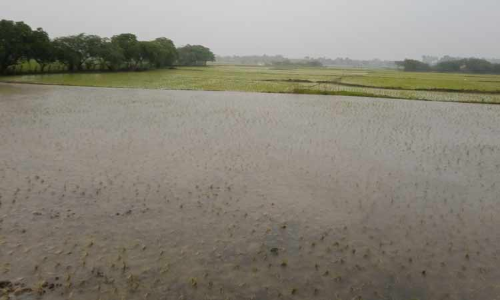 மழை நீரில் மூழ்கிய நெற்பயிர்கள் மழை நீரில் மூழ்கிய நெற்பயிர்கள்