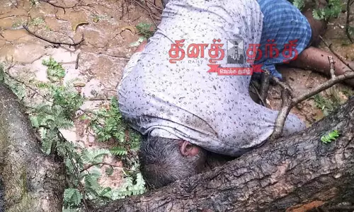 மரம் விழுந்ததில் லாரி டிரைவர் பரிதாப சாவு மரம் விழுந்ததில் லாரி டிரைவர் பரிதாப சாவு