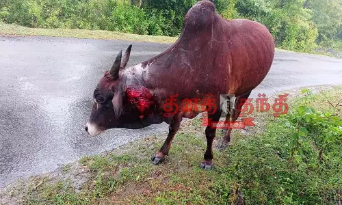 தலமலை வனச்சாலையில் மர்ம விலங்கு கடித்து பசு மாடு காயம்