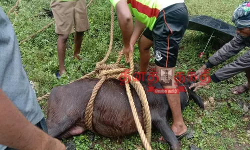 கிணற்றில் தவறி விழுந்த கன்றுக்குட்டி உயிருடன் மீட்பு கிணற்றில் தவறி விழுந்த கன்றுக்குட்டி உயிருடன் மீட்பு