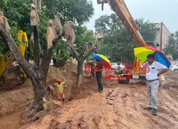 4 மரங்களை வேருடன் பிடுங்கி மறுநடவு 4 மரங்களை வேருடன் பிடுங்கி மறுநடவு