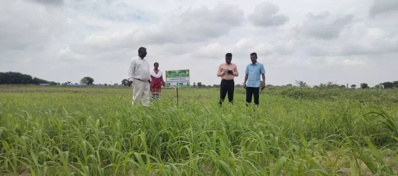 வேளாண்மை திட்ட பணிகள் ஆய்வு வேளாண்மை திட்ட பணிகள் ஆய்வு