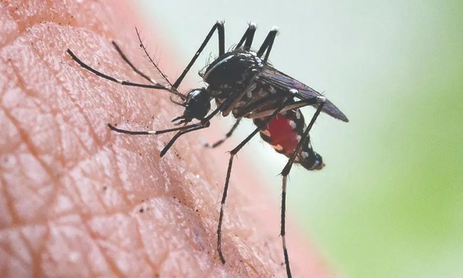 அதிகரிக்கும் கொசுக்கள்;  நோய்கள் பரவும் அபாயம்