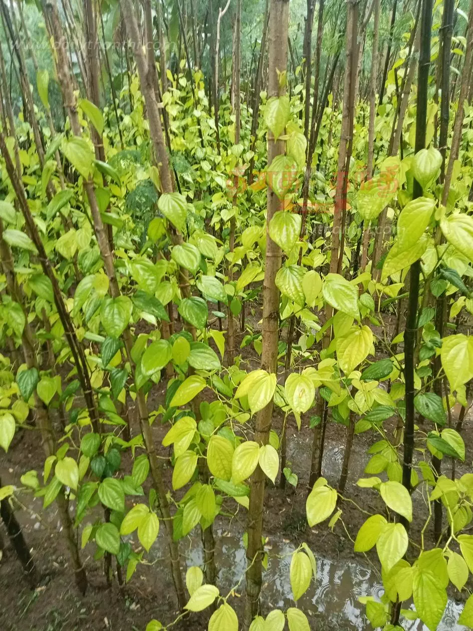 அழிவுப்பாதையில் வெற்றிலை விவசாயம் அழிவுப்பாதையில் வெற்றிலை விவசாயம்