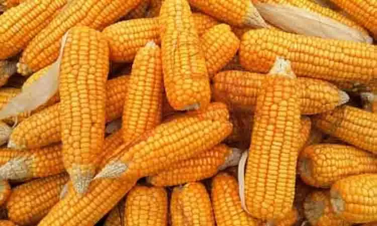 உற்பத்தி குறைவால் மக்காச்சோளம் விலை உயர்வு