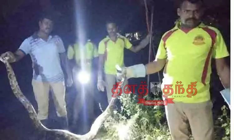 குடியிருப்பு பகுதியில் புகுந்த மலைப்பாம்பு பிடிபட்டது குடியிருப்பு பகுதியில் புகுந்த மலைப்பாம்பு பிடிபட்டது