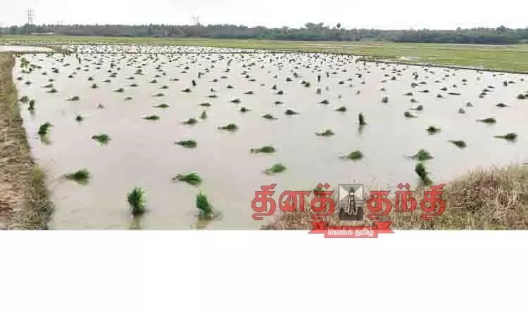 புதுக்கோட்டையில் பலத்த மழை புதுக்கோட்டையில் பலத்த மழை