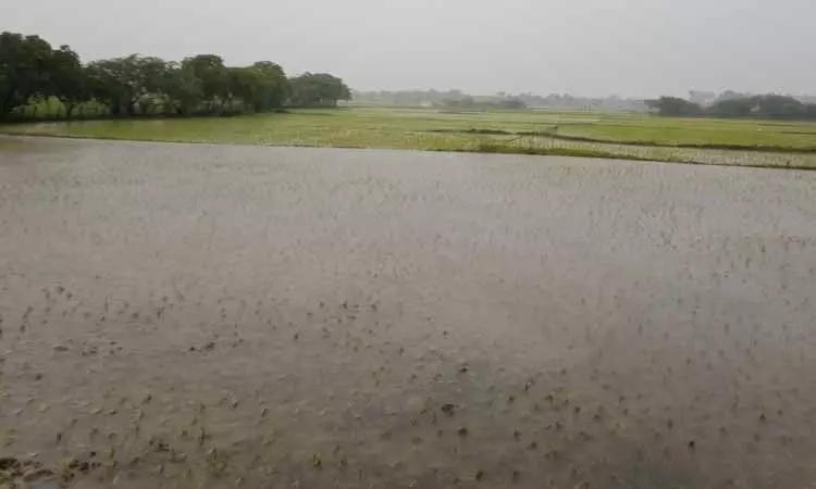 மழை நீரில் மூழ்கிய நெற்பயிர்கள் மழை நீரில் மூழ்கிய நெற்பயிர்கள்