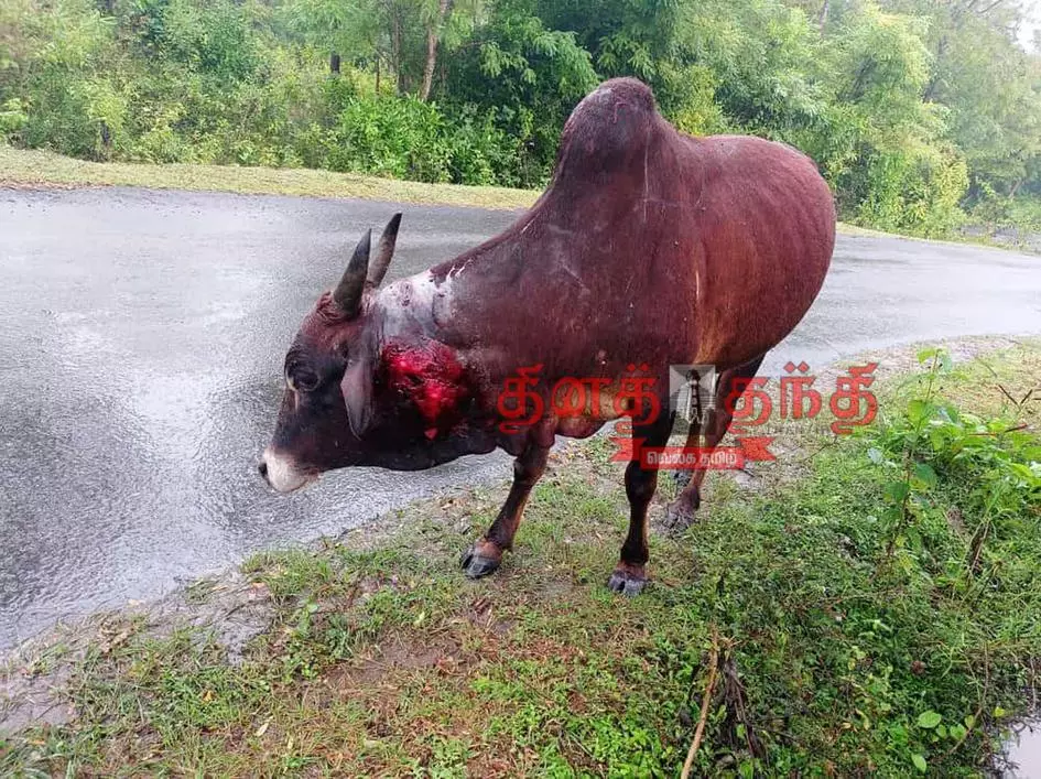 தலமலை வனச்சாலையில் மர்ம விலங்கு கடித்து பசு மாடு காயம்