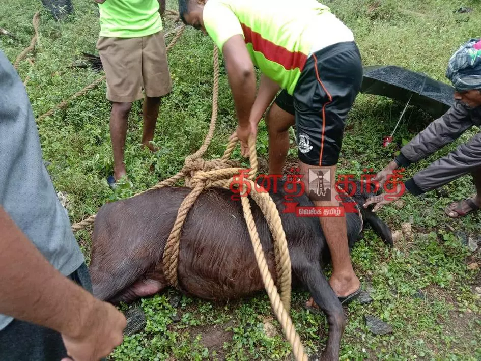 கிணற்றில் தவறி விழுந்த கன்றுக்குட்டி உயிருடன் மீட்பு கிணற்றில் தவறி விழுந்த கன்றுக்குட்டி உயிருடன் மீட்பு