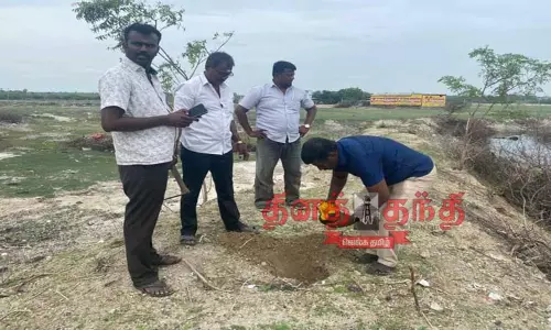 பனை விதைகள் விதைப்பு