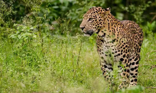 மும்பையில் சிறுத்தை தாக்கி பெண் காயம் மும்பையில் சிறுத்தை தாக்கி பெண் காயம்