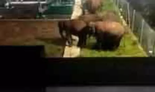 துணை மின்நிலைய கதவை உடைத்து   உள்ளே புகுந்த 6 காட்டுயானைகள்