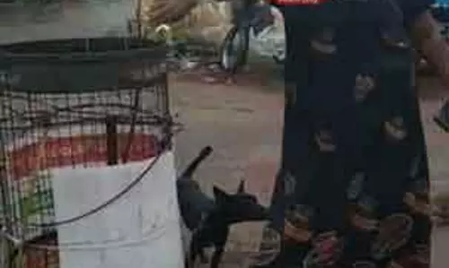 மரக்கன்றை முறித்து வீசிய தி.மு.க. பெண் கவுன்சிலர்