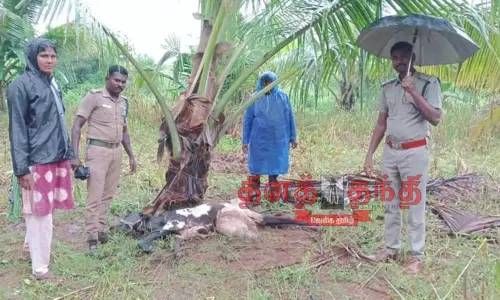 கன்று குட்டியை அடித்துக்கொன்ற சிறுத்தை