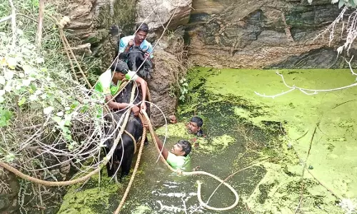 வேடசந்தூர் அருகே கிணற்றுக்குள் தவறி விழுந்த பசுமாடு மீட்பு