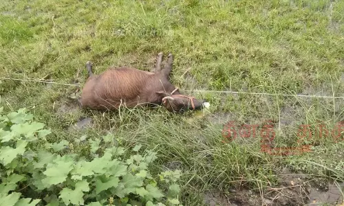 மின்கம்பி அறுந்து விழுந்து எருமை செத்தது