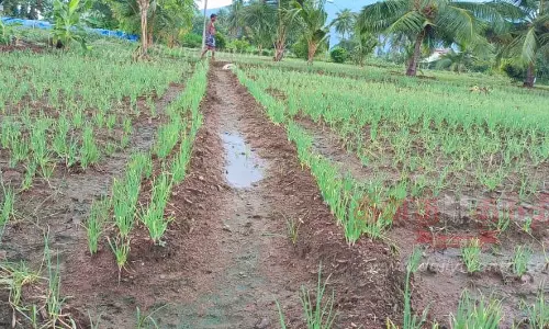 தொடர் மழையால் வெங்காயம் விளைச்சல் பாதிப்பு