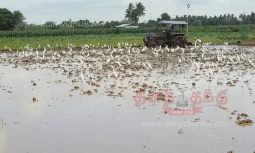 விவசாய பணிகள் மும்முரம்