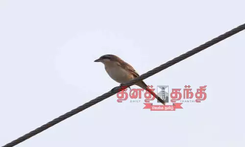 பழுப்பு கீச்சான், சின்ன சீழ்க்கை சிறகி வருகை: கரிசல்குளம் கண்மாயில் வெளிநாட்டு பறவைகள்- பறவை ஆர்வலர்கள் வியப்பு