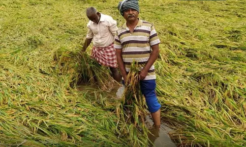 வடகிழக்கு பருவமழை: 24 மாவட்டங்களில் 45,826 ஹெக்டேர் நெற்பயிர்கள் நீரில் மூழ்கின - அமைச்சர் சாத்தூர் ராமசந்திரன் அறிக்கை