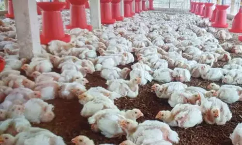 கறிக்கோழி கொள்முதல் விலை சரிவு