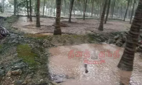 தென்னந்தோப்புகளில் தேங்கிய மழைநீர்
