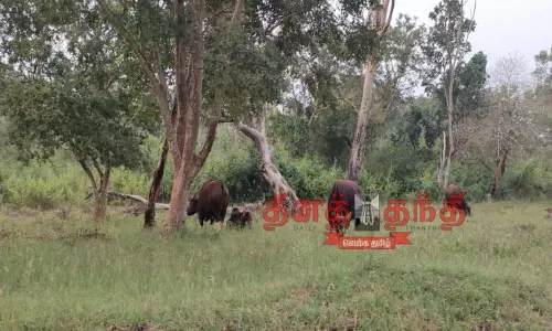 வனவிலங்குகள் நடமாட்டம் அதிகரிப்பு