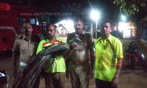 கிணற்றில் விழுந்த மயில் மீட்பு கிணற்றில் விழுந்த மயில் மீட்பு