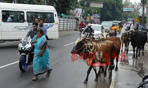 போக்குவரத்துக்கு இடையூறாக சுற்றித்திரியும் கால்நடைகள்