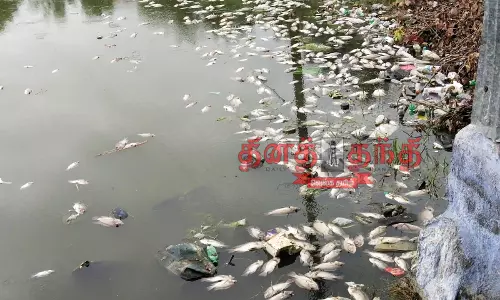 குட்டையில் மீன்கள் செத்து மிதந்தன