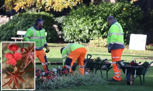 சயனைடை விட 6,000 மடங்கு விஷம்.. உலகின் கொடிய விஷமுள்ள தாவரம் - பூங்காவில் வளர்க்கப்பட்டதால் அதிர்ச்சி!