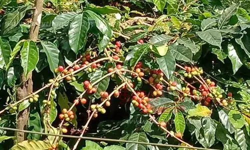 காபி பழங்கள் அறுவடை சீசன் தொடங்கியது