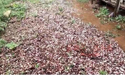 பட்டறையில் இருப்பு வைத்த 5 ஆயிரம் டன் சின்ன வெங்காயம் அழுகின