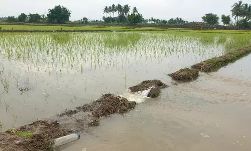 கனமழையால் 1000 ஏக்கரில் நெற்பயிர்கள் தண்ணீரில் மூழ்கின.