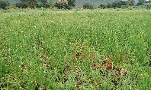 திருகல் நோயால் சின்ன வெங்காயம் விளைச்சல் பாதிப்பு