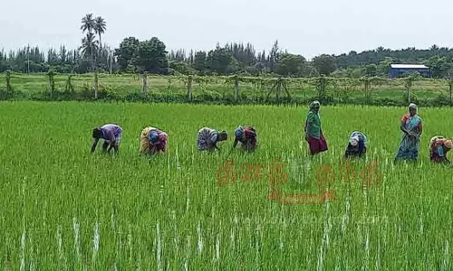 விவசாய பணி மும்முரம்