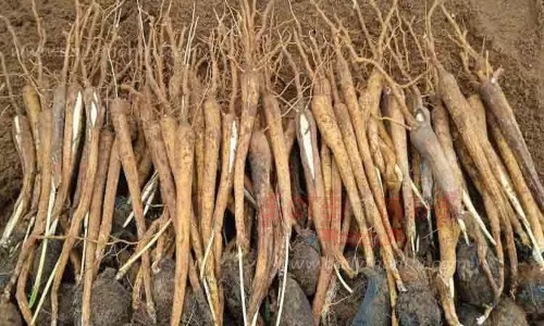 பேரையூர் பகுதியில் பனங்கிழங்கு சீசன் தொடக்கம்