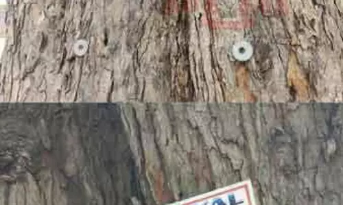 ஆணி அடிப்பதால் சேதமடையும் மரங்கள்