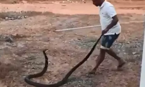 6 அடி நீள கருநாகம் பிடிபட்டது