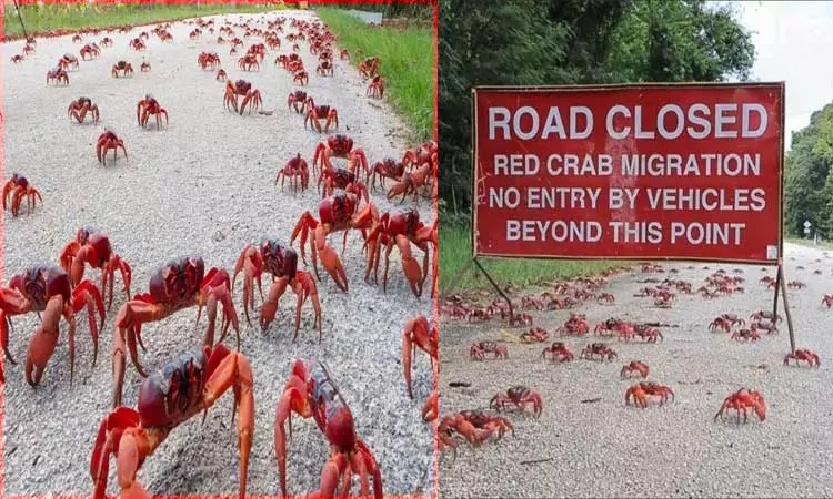 அணிவகுத்து செல்லும் நண்டுகள்.. வழிவிட்டுச்செல்லும் மக்கள்- என்ன காரணம் தெரியுமா...? அணிவகுத்து செல்லும் நண்டுகள்.. வழிவிட்டுச்செல்லும் மக்கள்- என்ன காரணம் தெரியுமா...?