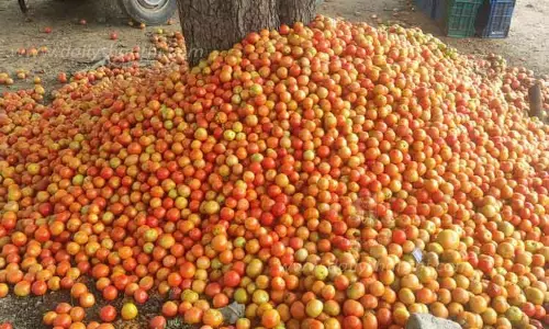 தக்காளிகளை குப்பையில் கொட்டிய விவசாயிகள் தக்காளிகளை குப்பையில் கொட்டிய விவசாயிகள்