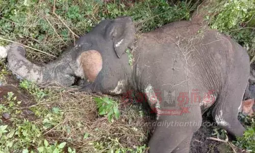 இறந்து கிடந்த காட்டுயானை