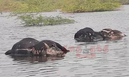 கண்மாய்க்குள் இறந்து கிடந்த 4 மாடுகள்