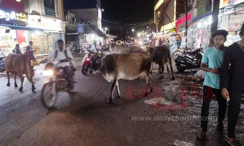 பொதுமக்களை அச்சுறுத்தும் மாடுகள் பொதுமக்களை அச்சுறுத்தும் மாடுகள்