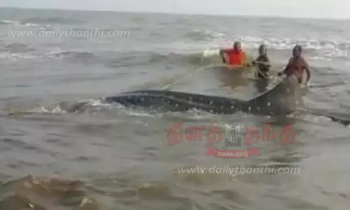 கரை ஒதுங்கிய ராட்சத மீன்